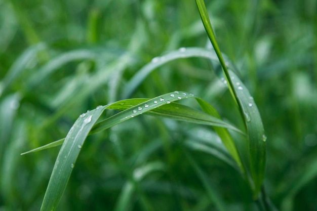 hierba verde con gotas de lluvia después de la lluvia