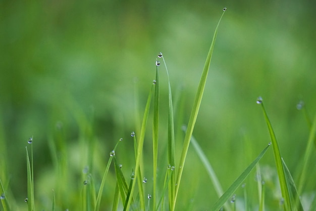 La hierba verde con gotas de lluvia en el jardín en la naturaleza.