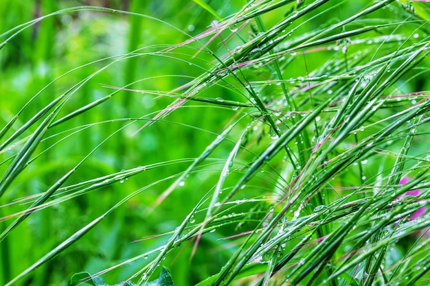 Hierba verde en las gotas de lluvia en la mañana de primavera o verano