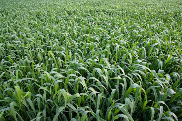 Hierba verde con gotas de rocío mañana de invierno Fondo de planta de trigo natural