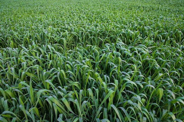 Hierba verde con gotas de rocío mañana de invierno Fondo de planta de trigo natural