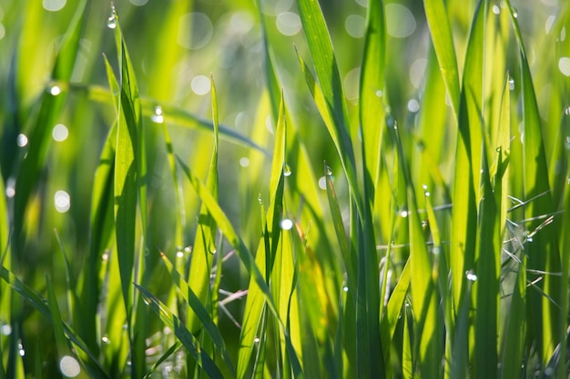 Hierba verde y gotas de rocío de la mañana