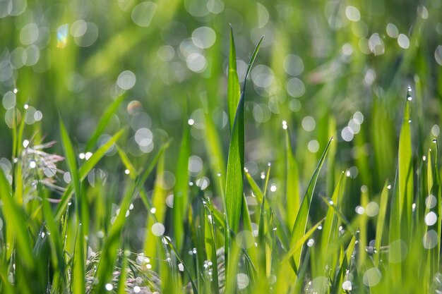 Hierba verde y gotas de rocío de la mañana