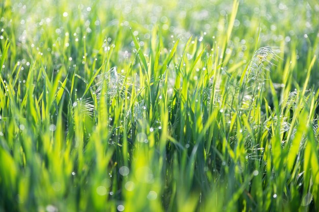 Hierba verde y gotas de rocío de la mañana