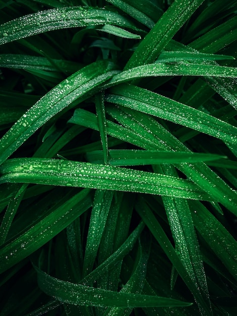 una hierba verde con gotas de rocío por la mañana.