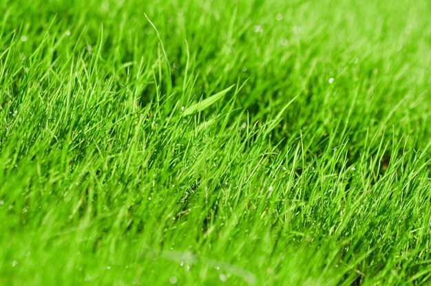 Hierba verde con gotas de rocío