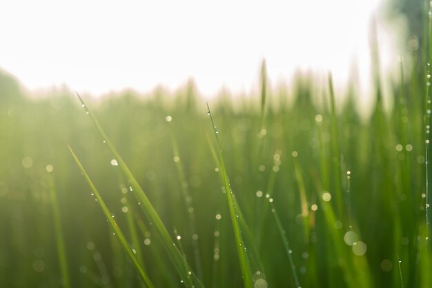 Foto hierba verde hermosa hierba naturaleza fondo verano o primavera área de pelado