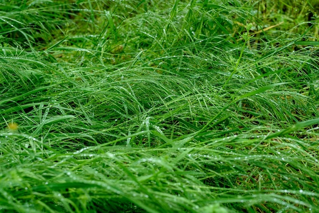 Hierba verde hojas flores y plantas con gotas de rocío después de llover