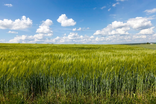 Hierba verde inmadura que crece en el campo agrícola