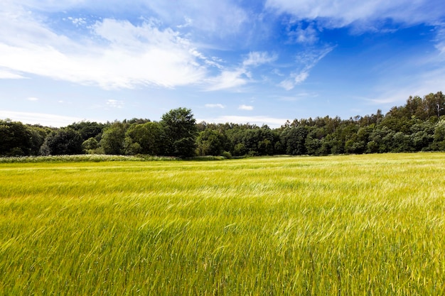 Hierba verde inmadura que crece en el campo agrícola