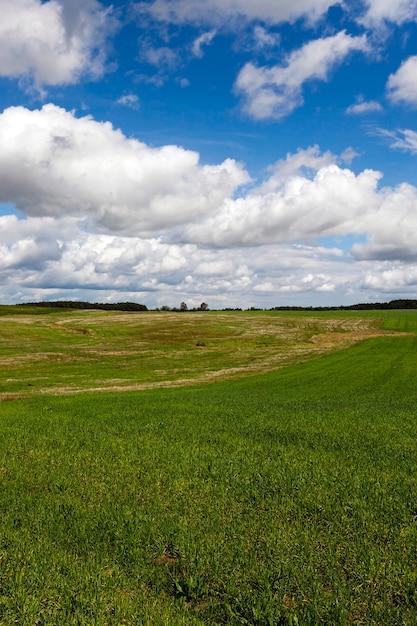 Hierba verde inmadura que crece en el campo agrícola