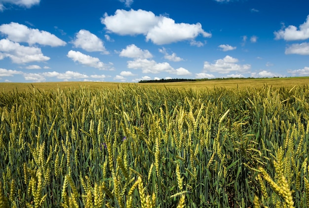 Hierba verde inmadura que crece en el campo agrícola