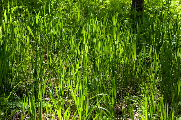 Hierba verde joven iluminada por la luz del sol de cerca