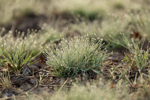 Hierba verde joven en primavera en gotas de rocío