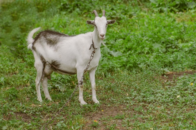 Hierba verde jugosa y cabras Cabra en un claro con hierba Cabra camina por el patio de una granja de campo