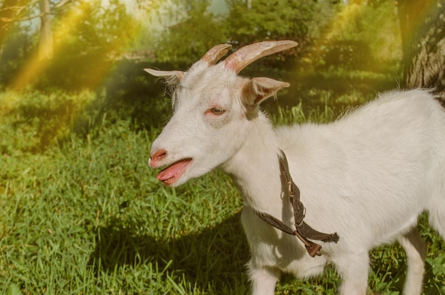 Hierba verde jugosa y cabras Cabra en un claro con hierba Cabra camina por el patio de una granja Cría y cultivo de mascotas