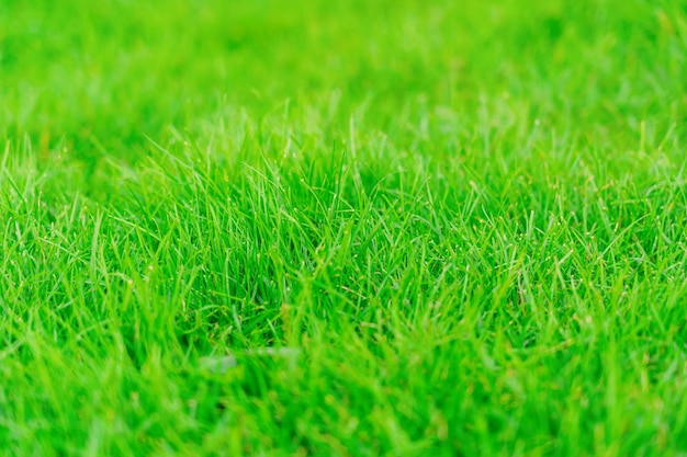 La hierba verde jugosa crece en el césped del parque, el enfoque selectivo