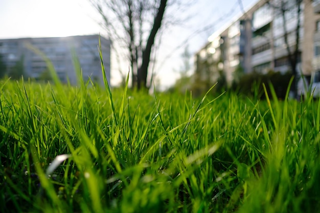 Hierba verde y jugosa a la luz del sol en un prado de la ciudad en primavera sobre un fondo de madera