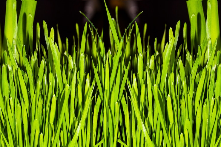 Foto hierba verde jugosa