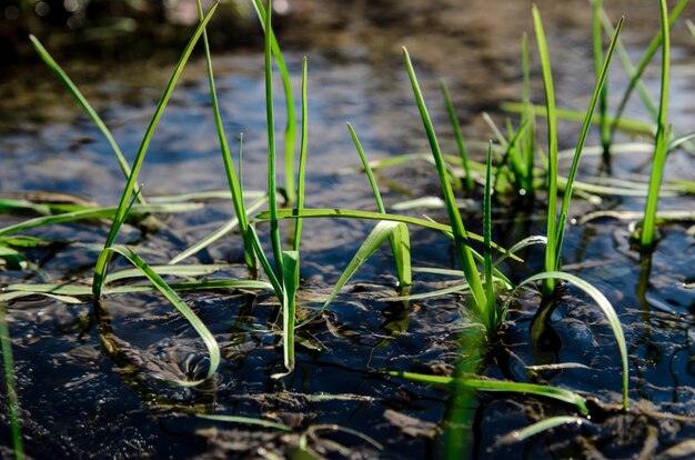 Hierba verde en el lago.