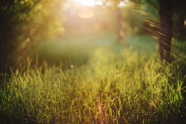 Hierba verde en la luz del sol en la mañana