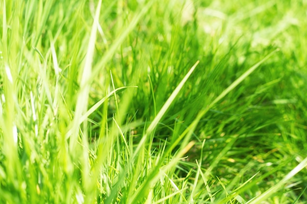 Hierba verde a la luz del sol