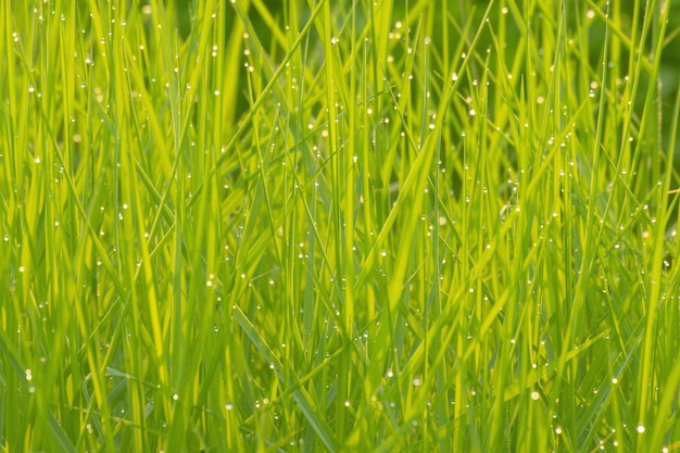 Hierba verde por la mañana con gotas de rocío