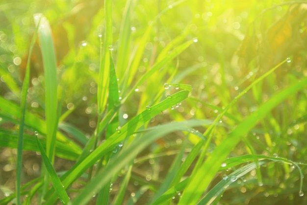 Hierba verde por la mañana con gotas de rocío