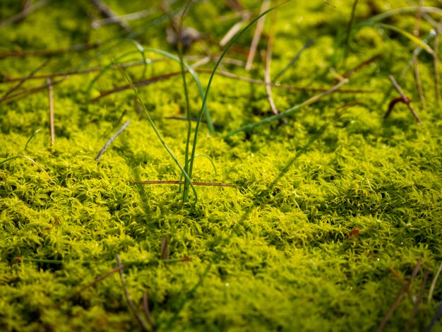 Hierba verde y musgo en las rocas de un bosque en Grecia en un día soleado