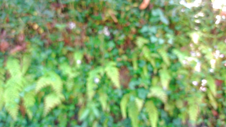 hierba verde natural como fondo borroso
