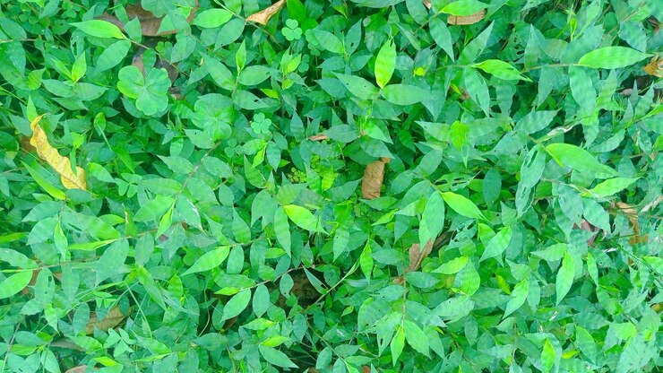 hierba verde natural como fondo