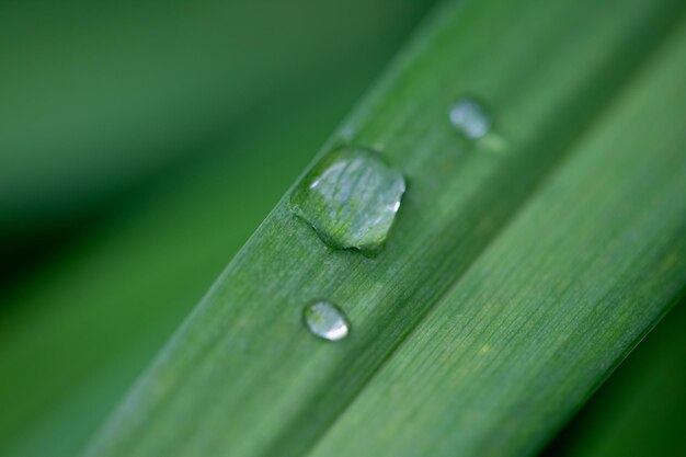 Hierba verde en la naturaleza con gotas de lluvia con fondo borroso y enfoque selectivo