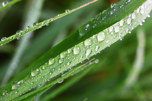 Hierba verde en la naturaleza con gotas de lluvia Hierba verde en la naturaleza con gotas de lluvia