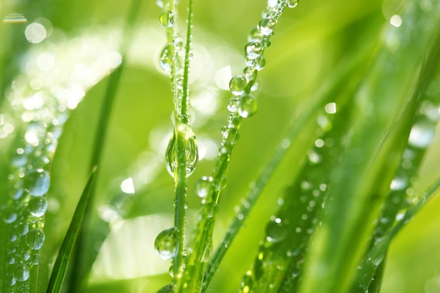 Hierba verde en la naturaleza con gotas de lluvia