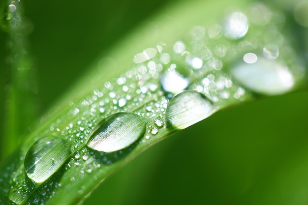 Hierba verde en la naturaleza con gotas de lluvia