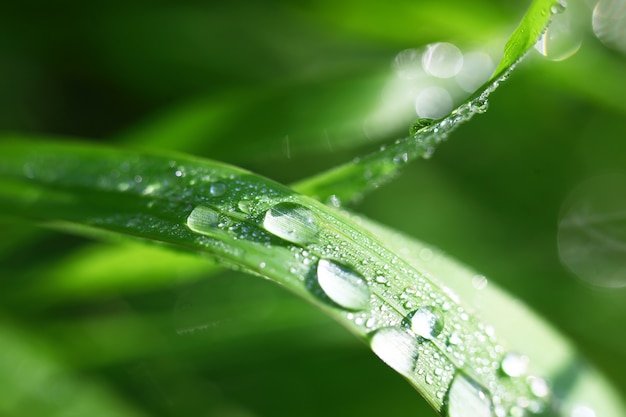 Hierba verde en la naturaleza con gotas de lluvia