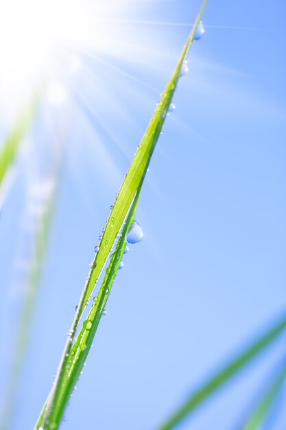 Hierba verde en la naturaleza con gotas de lluvia