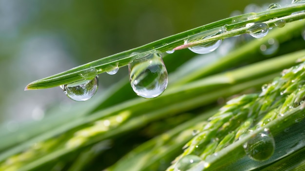 Hierba verde en la naturaleza con gotas de lluvia