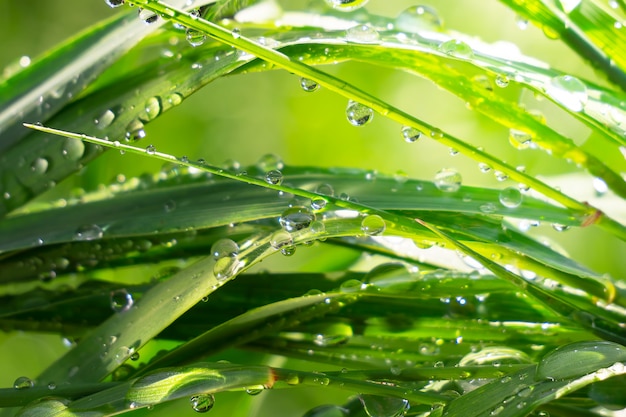 Hierba verde en la naturaleza con gotas de lluvia