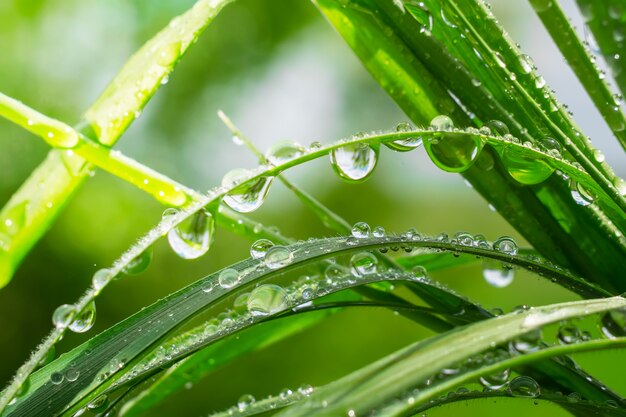 Hierba verde en la naturaleza con gotas de lluvia