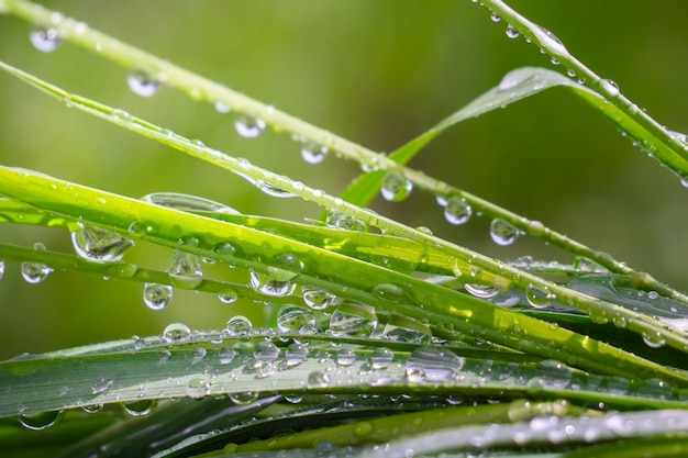 Hierba verde en la naturaleza con gotas de lluvia