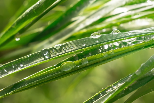 Hierba verde en la naturaleza con gotas de lluvia