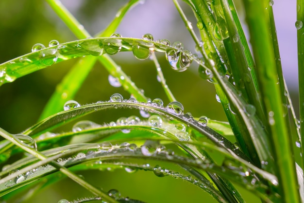 Hierba verde en la naturaleza con gotas de lluvia