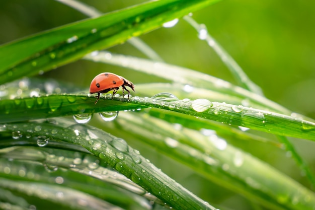 Hierba verde en la naturaleza con gotas de lluvia