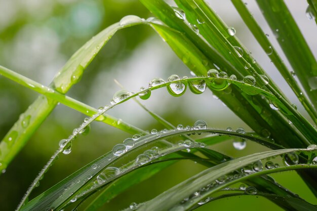 Hierba verde en la naturaleza con gotas de lluvia