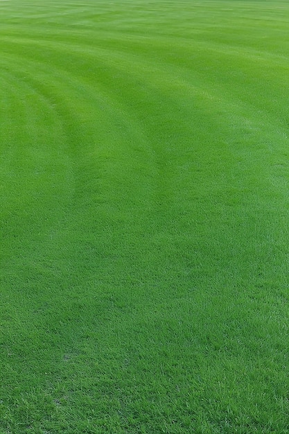 Hierba verde o césped sobre un fondo de cielo azul