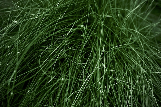 Hierba verde oscuro, imagen de fondo en tonos
