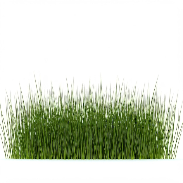 una hierba verde con la palabra "herba" en ella