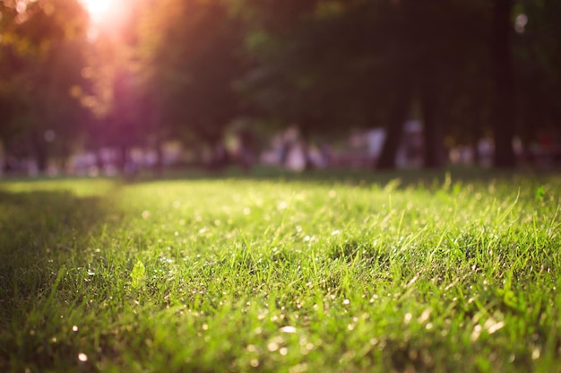 Hierba verde en el parque Árboles en el fondo Día soleado brillante Luces solares encendidas