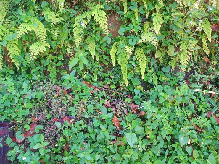 la hierba verde del parque como fondo